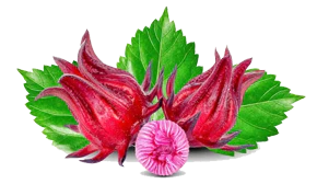 Health Benefits of Roselle 